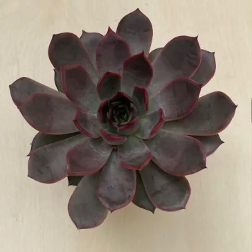 Echeveria Rosetta Morango