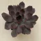 Echeveria Rosetta Morango