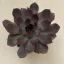 Echeveria Rosetta Morango