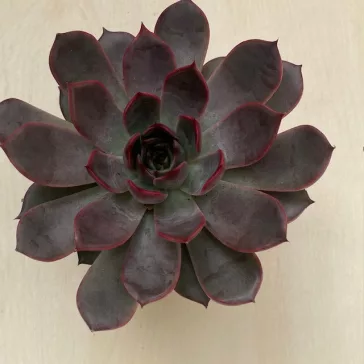 Echeveria Rosetta Morango