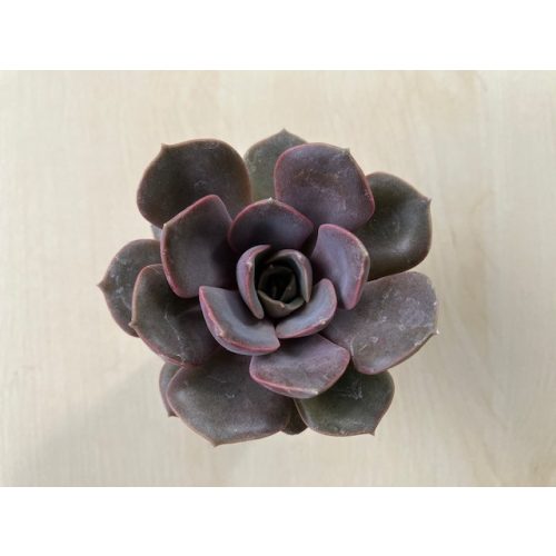 Echeveria 'Nina'