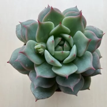 Echeveria parva