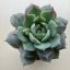 Echeveria parva