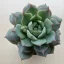 Echeveria parva