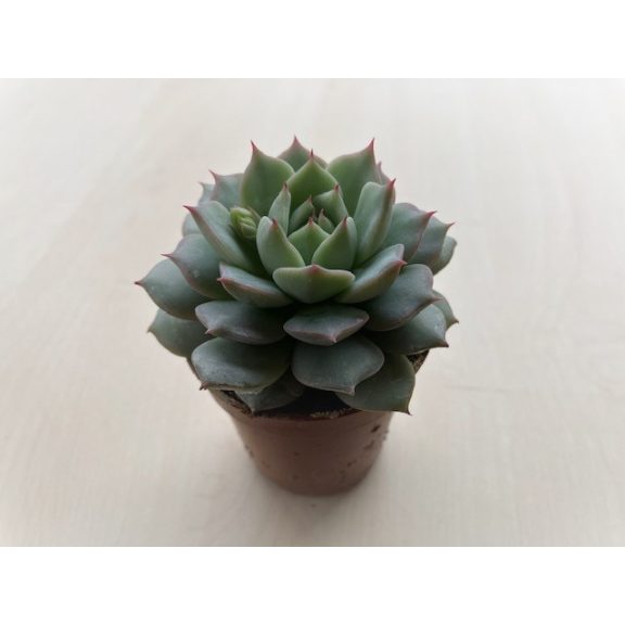 Echeveria parva