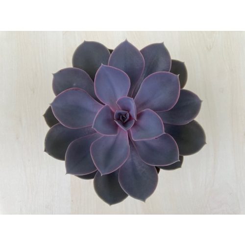 Echeveria Perle von Nürnberg