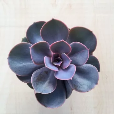 Echeveria Perle von Nürnberg 