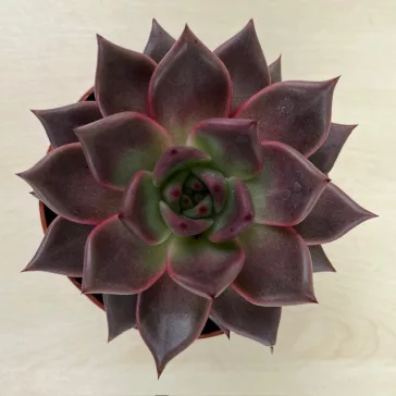 Echeveria 