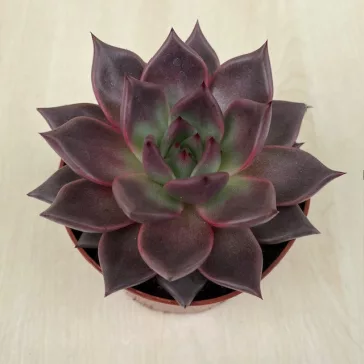 Echeveria 