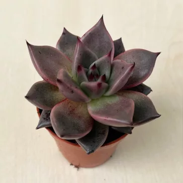 Echeveria 