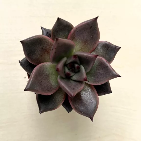 Echeveria Echeveria