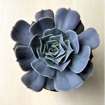 Echeveria 