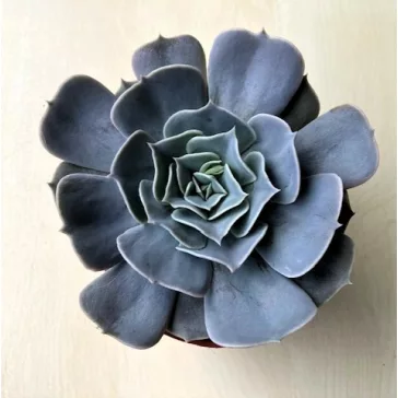 Echeveria 