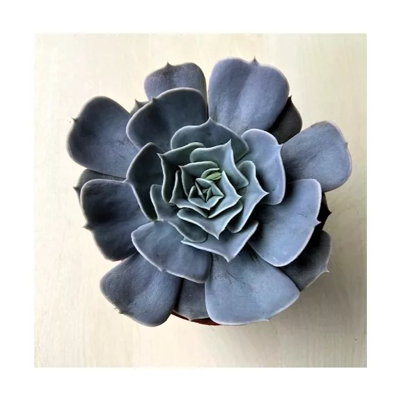 Echeveria Echeveria