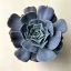 Echeveria 
