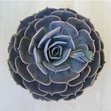 Echeveria 'Pollux'