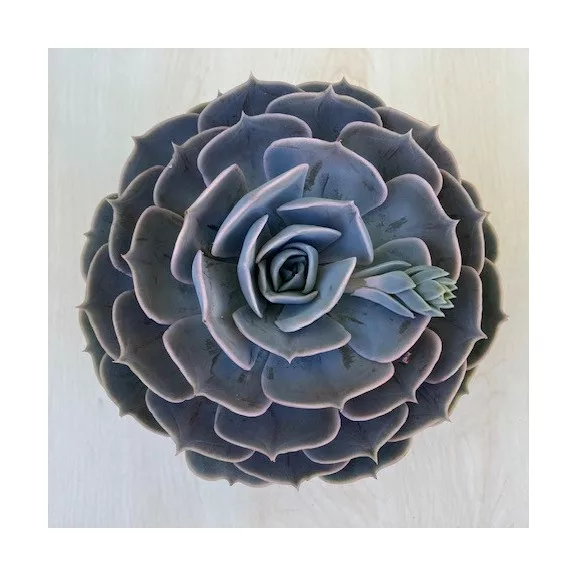 Echeveria 'Pollux' Echeveria 'Pollux'