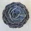 Echeveria 'Pollux'
