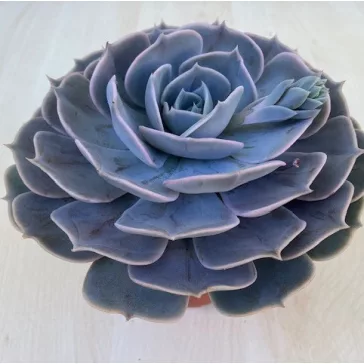 Echeveria 'Pollux'