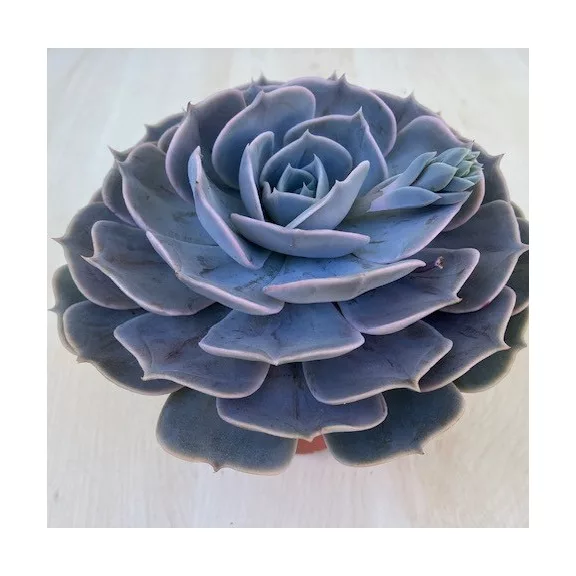 Echeveria 'Pollux' Echeveria 'Pollux'