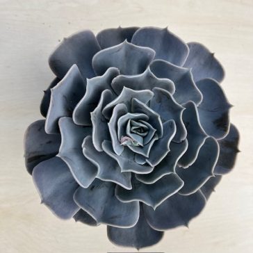 Echeveria 'Pollux'