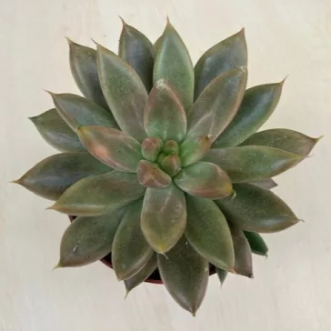 Echeveria 18.