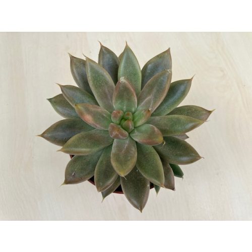 Echeveria 18.
