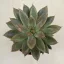 Echeveria 18.