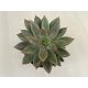 Echeveria 18.