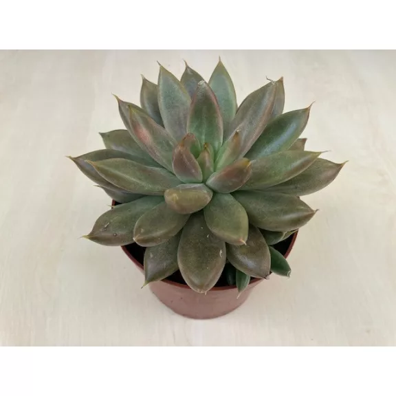Echeveria 18.