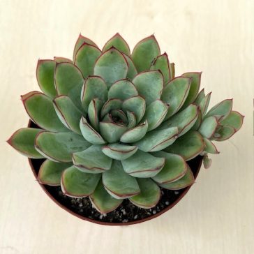 Echeveria pulidonis