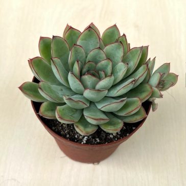 Echeveria pulidonis