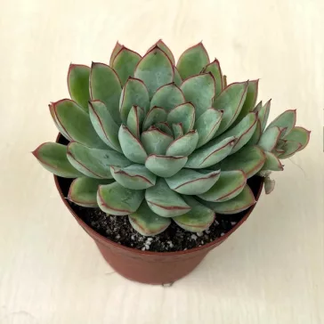 Echeveria pulidonis