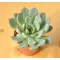 Echeveria pulidonis