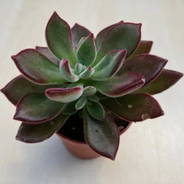 Echeveria Pulvinata 