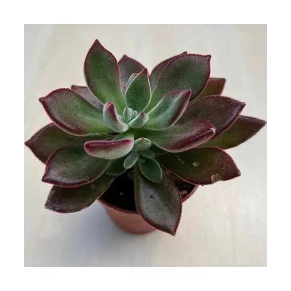 Echeveria Pulvinata Echeveria Pulvinata