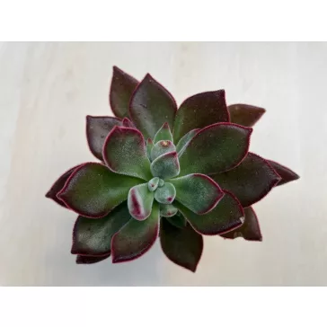 Echeveria Pulvinata 