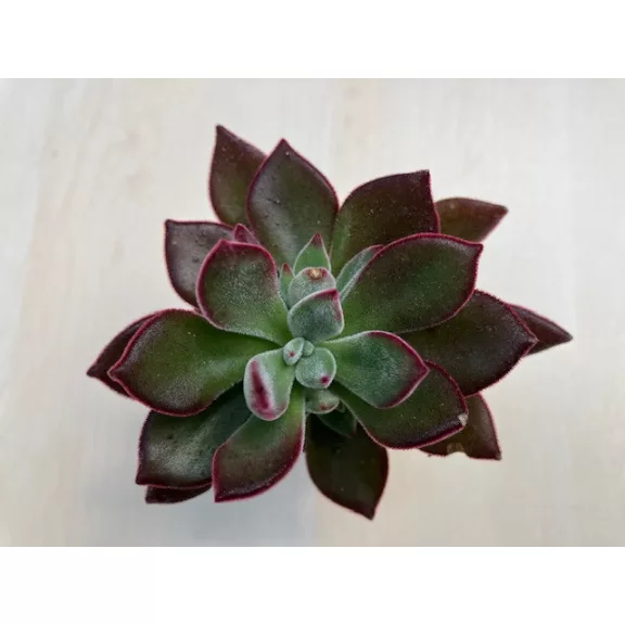 Echeveria Pulvinata Echeveria Pulvinata