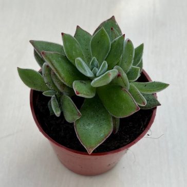 Echeveria Pulvinata
