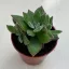 Echeveria Pulvinata