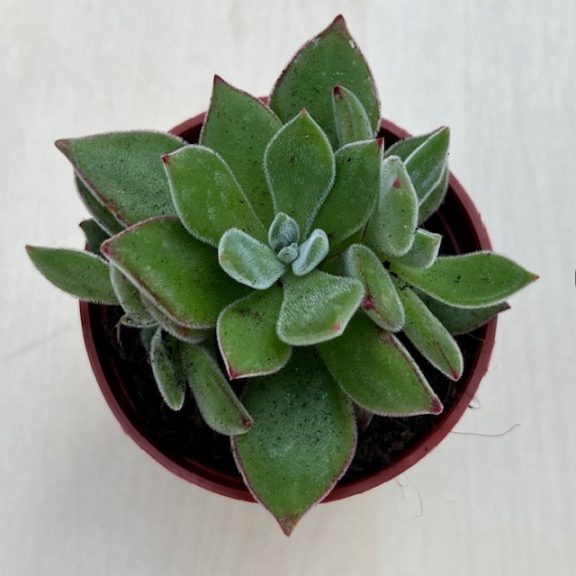 Echeveria Pulvinata