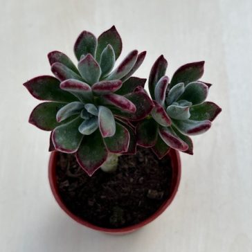 Echeveria Pulvinata 