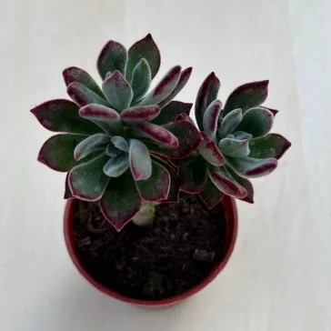 Echeveria Pulvinata 
