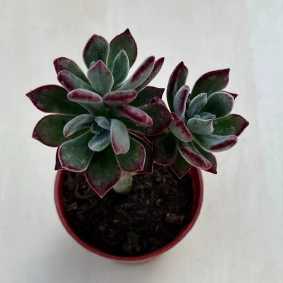 Echeveria Pulvinata Echeveria Pulvinata