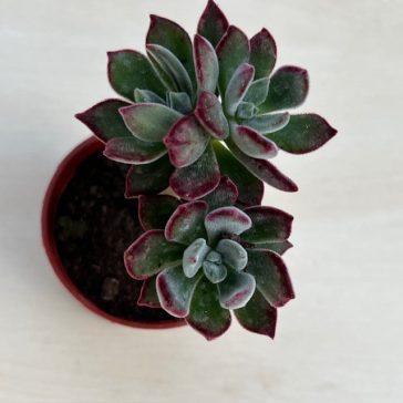 Echeveria Pulvinata 