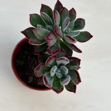 Echeveria Pulvinata 