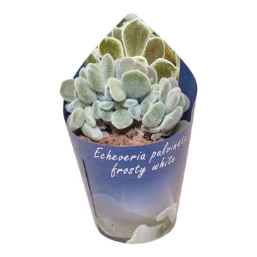 Echeveria pulvinata 'Frosty' cristata