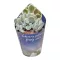 Echeveria pulvinata 'Frosty' cristata