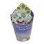 Echeveria pulvinata 'Frosty' cristata
