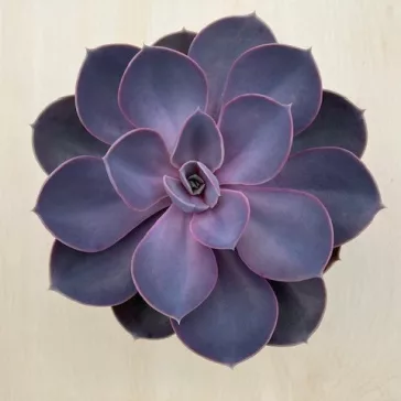 Echeveria Purple Pearl